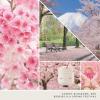imageYankee Candle Mini Jar 13 Ounce Pack of 6 Pink SandsSakura Blossom Festival