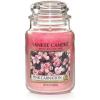 Pink Carnation